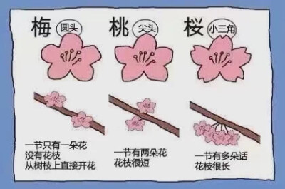 桃花的图