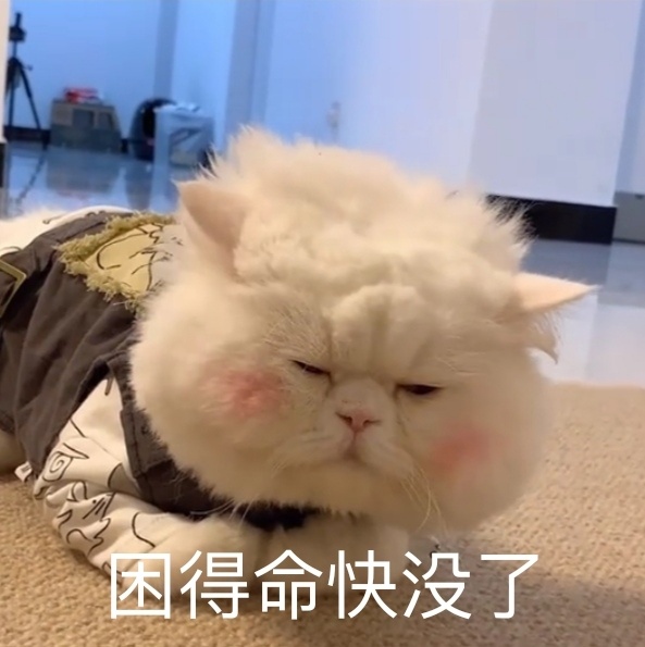 可爱猫咪表情包