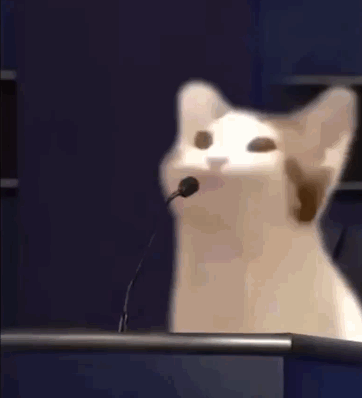 阿巴阿巴 猫猫