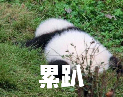 熊猫蹲地上表情包图片