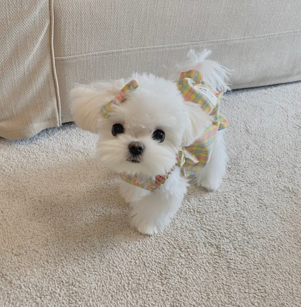 治愈狗狗