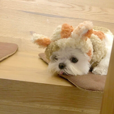 治愈狗狗