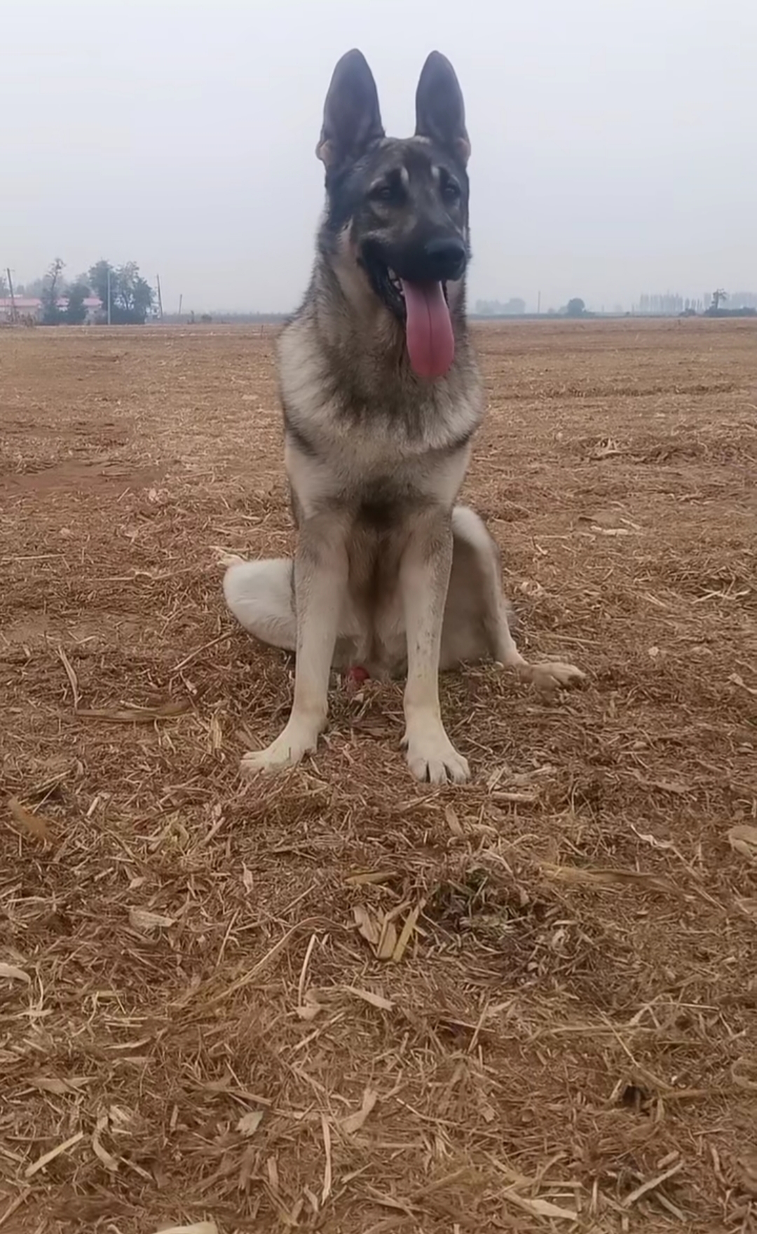 优秀国产犬老版狼青犬