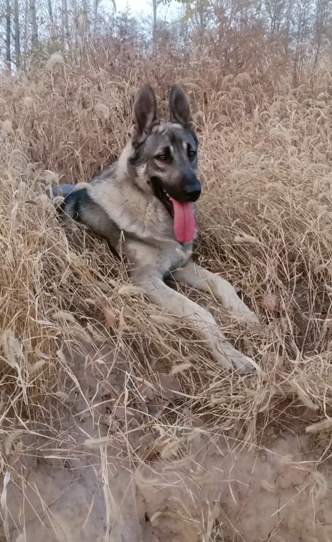 中华青狼犬图片