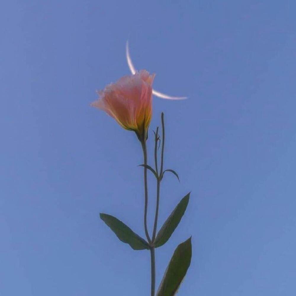 ins风壁纸