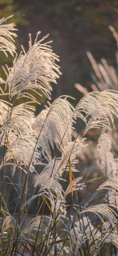 神仙壁纸/手机壁纸/聊天背景/少女心壁纸/爱豆壁纸/可爱壁纸/全屏壁纸