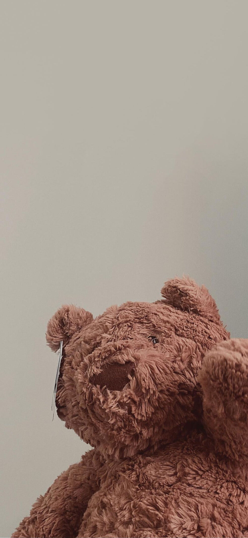 熊熊壁纸太可爱了趴