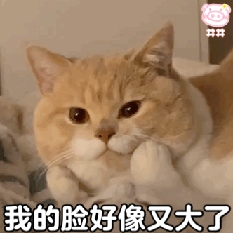 可爱猫咪表情包动图