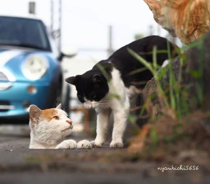 麻烦让一让这样的猫片我先吸为敬