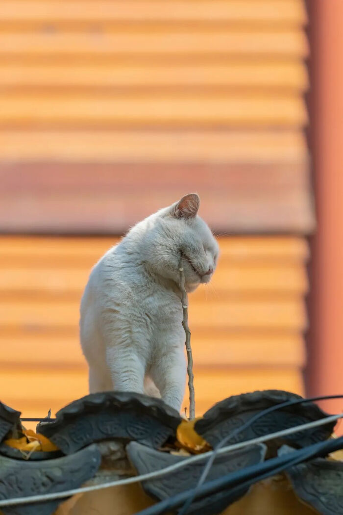 麻烦让一让这样的猫片我先吸为敬