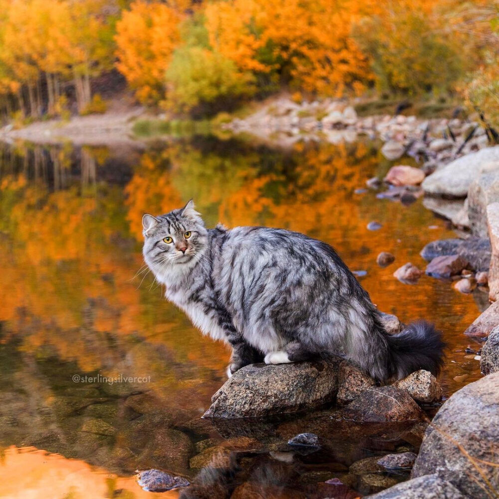 旅行的喵silversiberian银虎斑西伯利亚森林猫inssterlingsilvercat