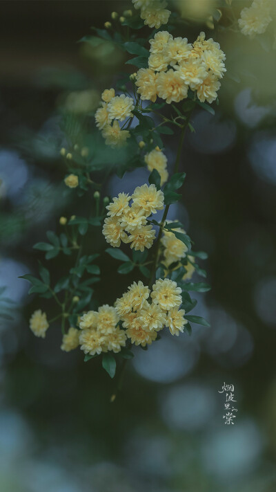 头像花草风景