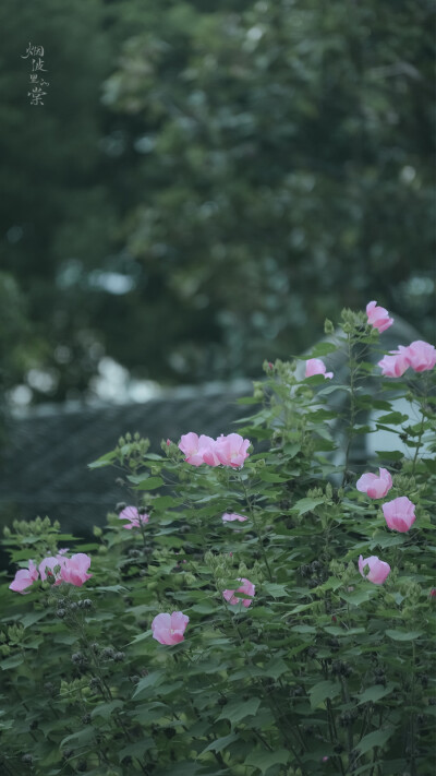 花草花草壁纸