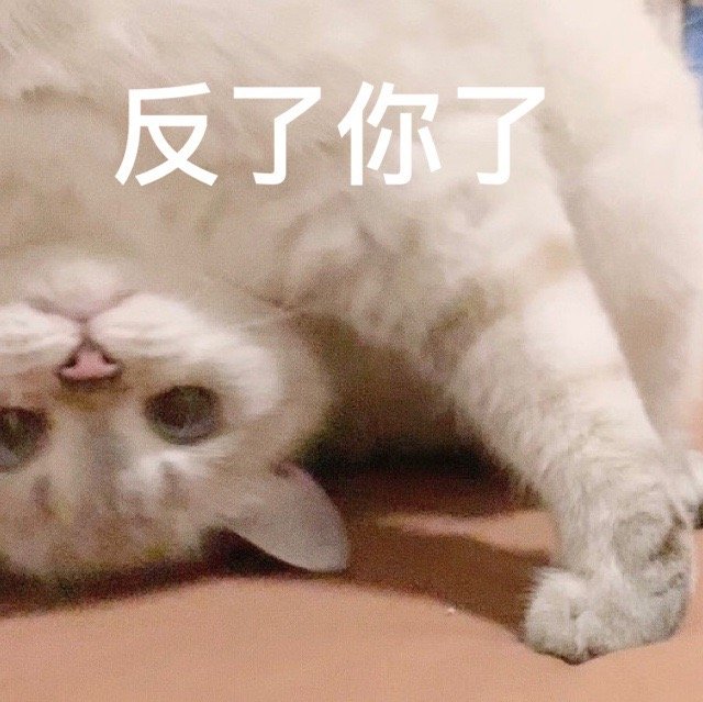 猫猫表情包