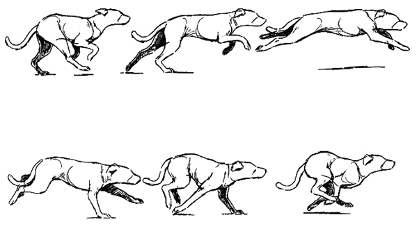 狗运动规律分解图图片