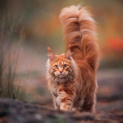 缅因猫巨型红虎斑