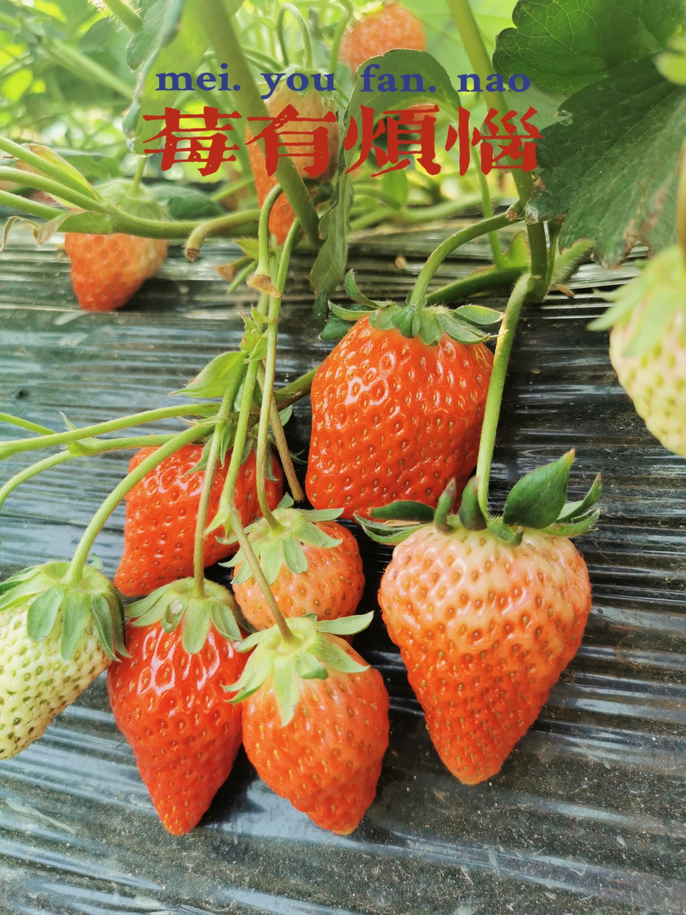 莓心莓肺莓烦恼