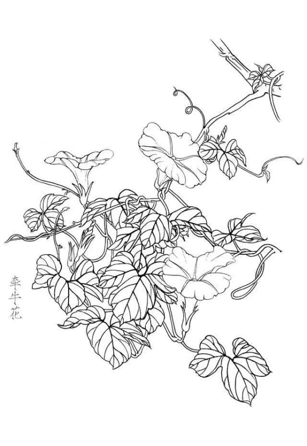 藤蔓素描简单图片