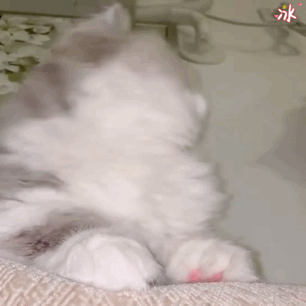 306_306gif 动态图 动图