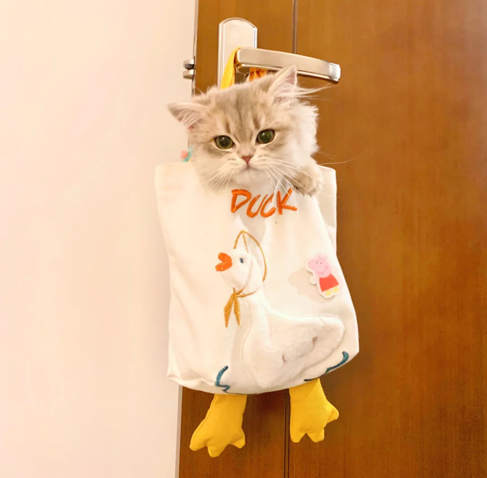 猫咪头像