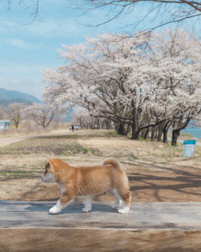 樱花树下的小柴犬