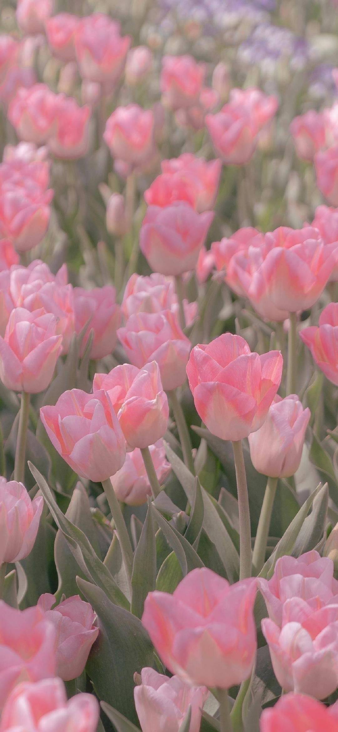 花朵 壁纸 flower