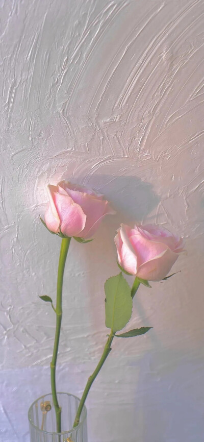 玫瑰花锁屏壁纸ins风图片