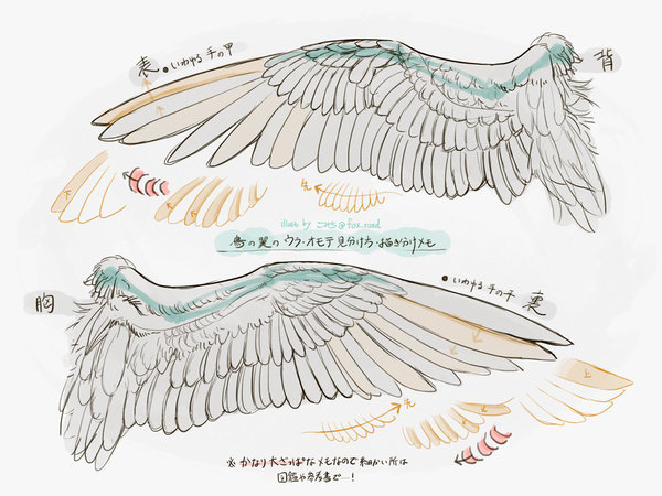 漫画翅膀画法图片