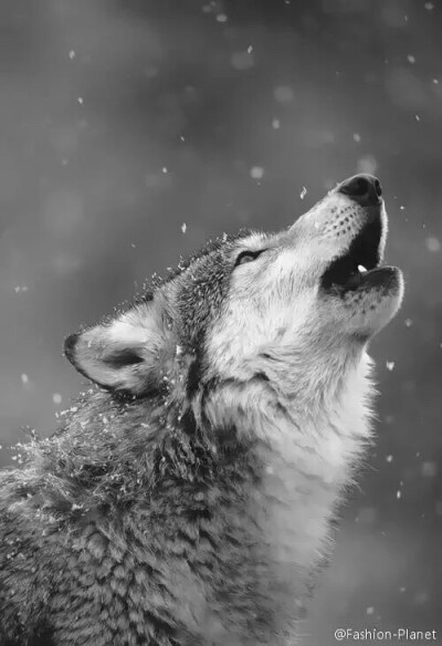 狼的照片 头像 壁纸图片