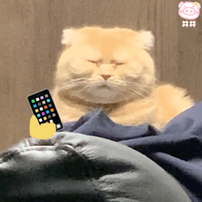 可爱猫咪表情包动图 地铁老人看手机