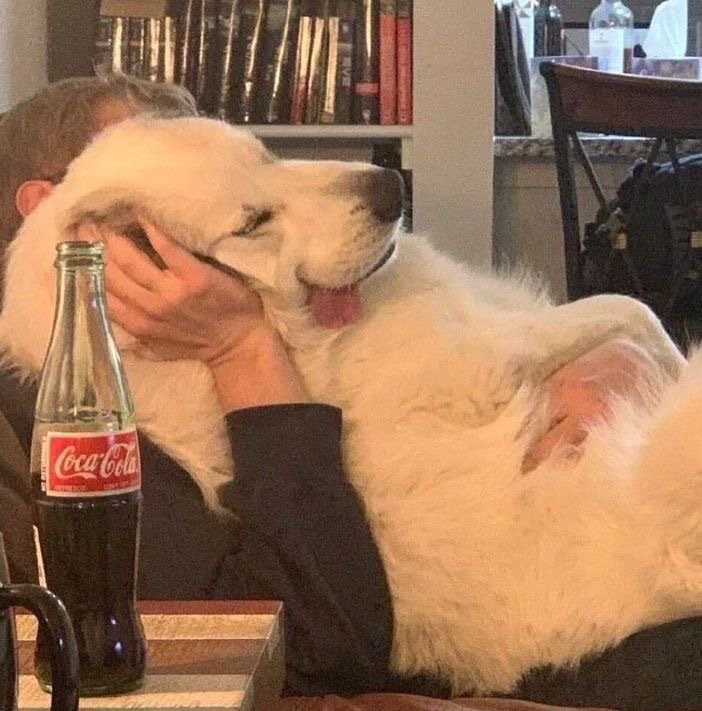 头像1动物头像1汪汪汪汪汪汪汪汪汪(狗语伤感语录)