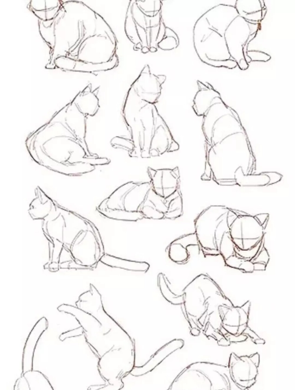 猫的画法姿态图片