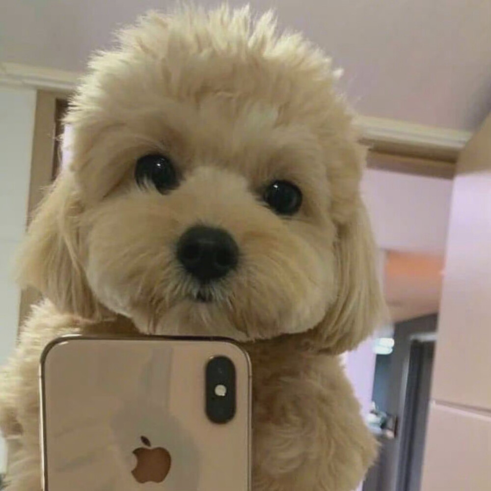 狗狗拿手机自拍头像图片