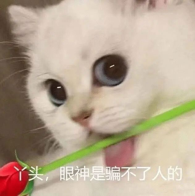 猫猫表情包