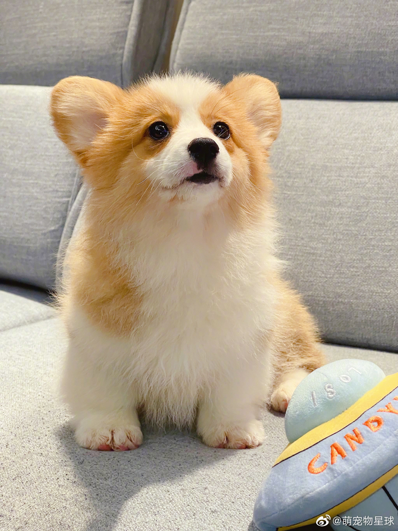 狗狗- 堆糖,美图壁纸兴趣社区