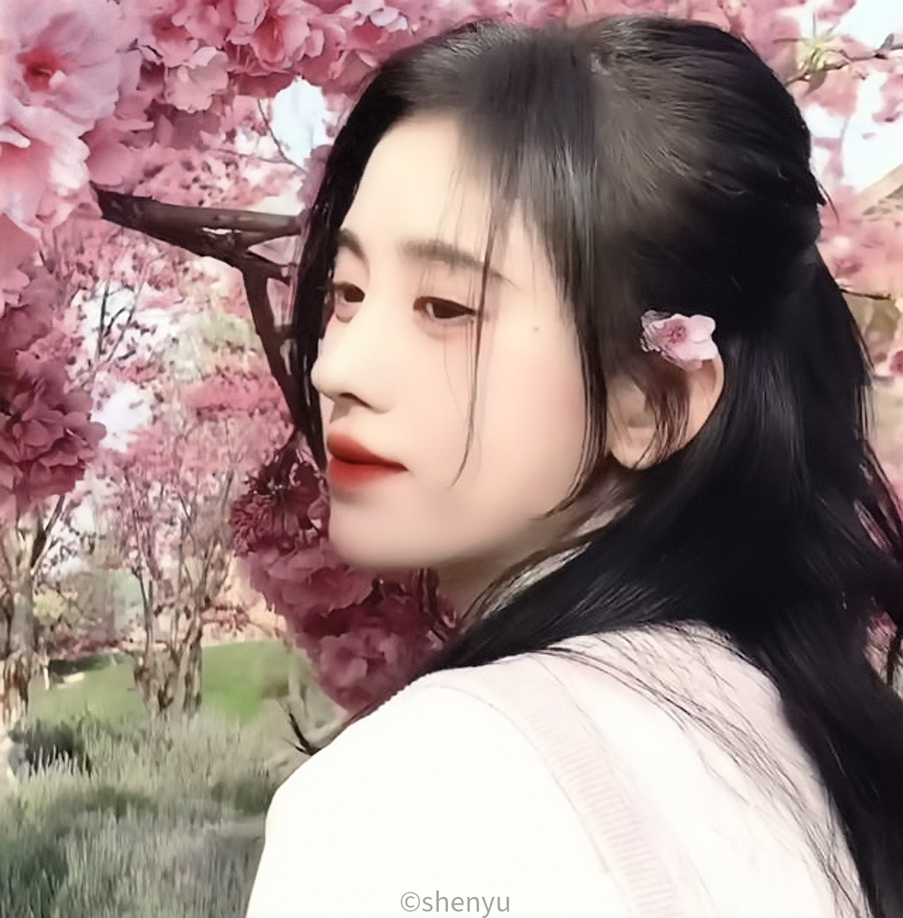 樱花拂面|是我对你永久的思念|鞠婧祎|季絮沅