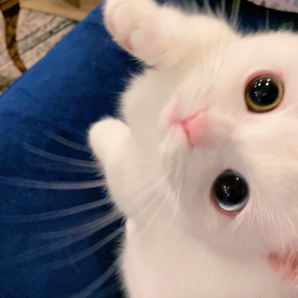 猫咪头像
