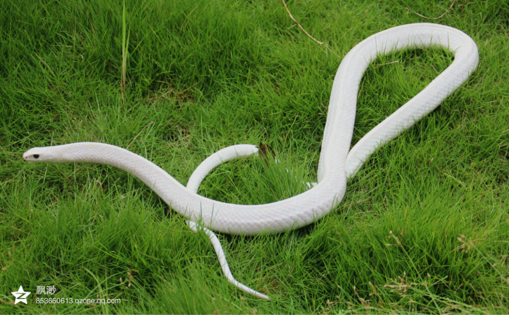 白锦蛇图片