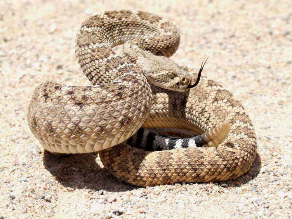 南美洲响尾蛇图片
