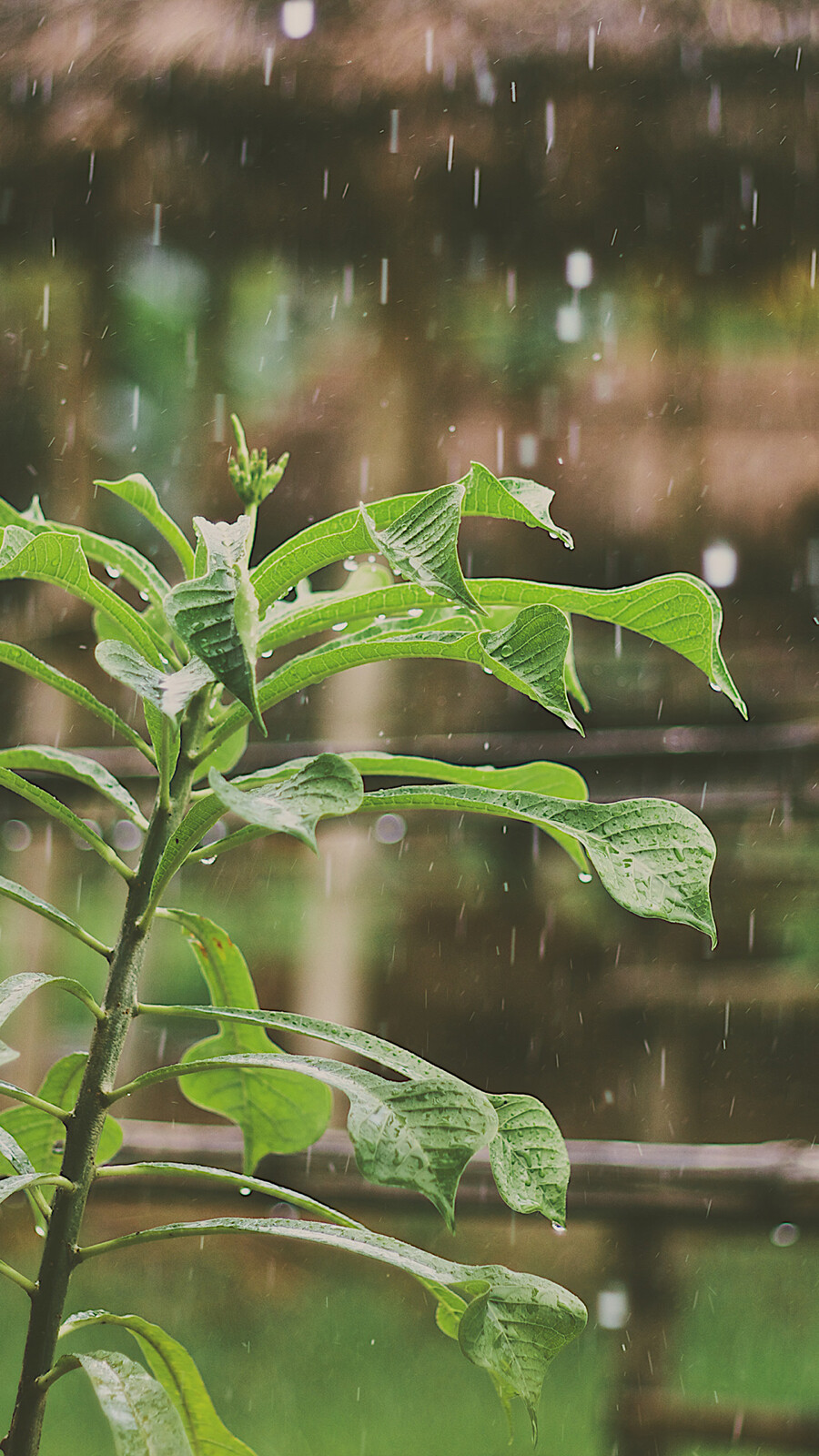 下雨景色风景图图片