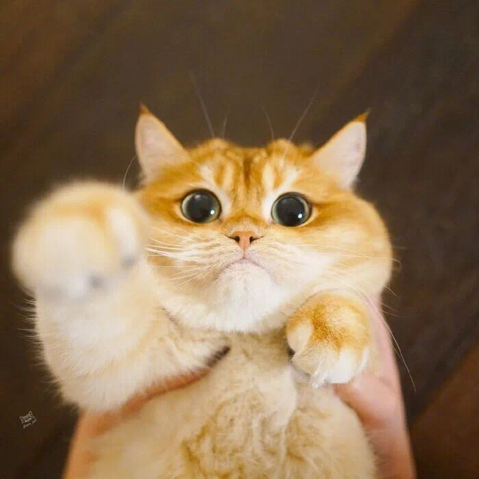温柔养猫人