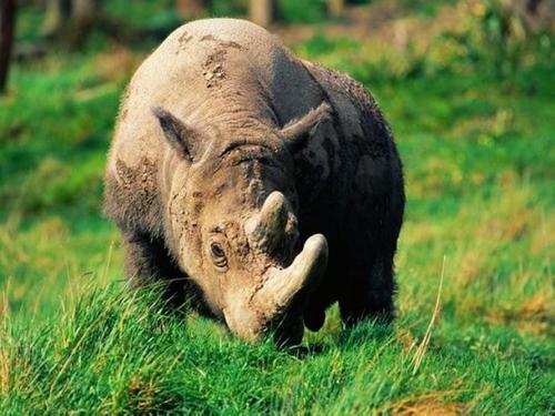 苏门答腊犀牛北方亚种图片