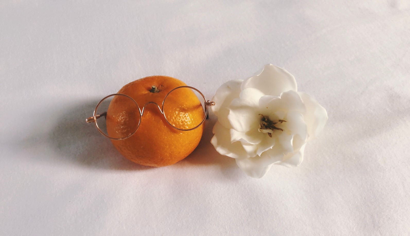 柑橘栀子花图图片