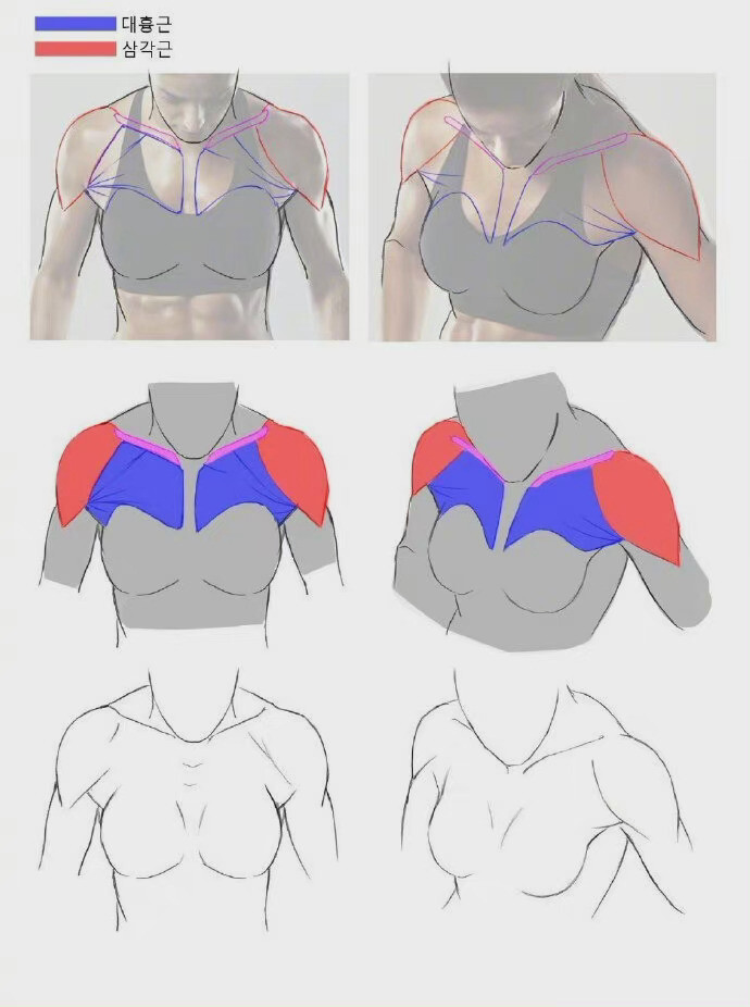 教程,人体肩颈画法