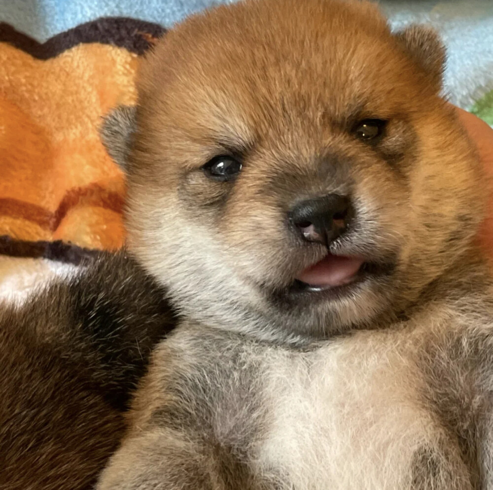 柴犬79