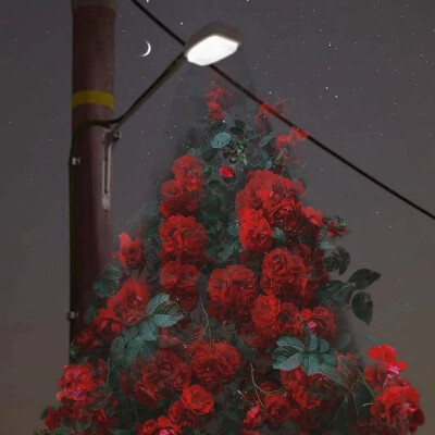 评论  "有人释怀,有人在风里热情不再" 白玫瑰 微信背景图/朋友圈