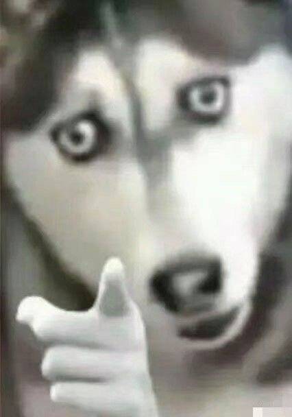 狗头指人表情包图片