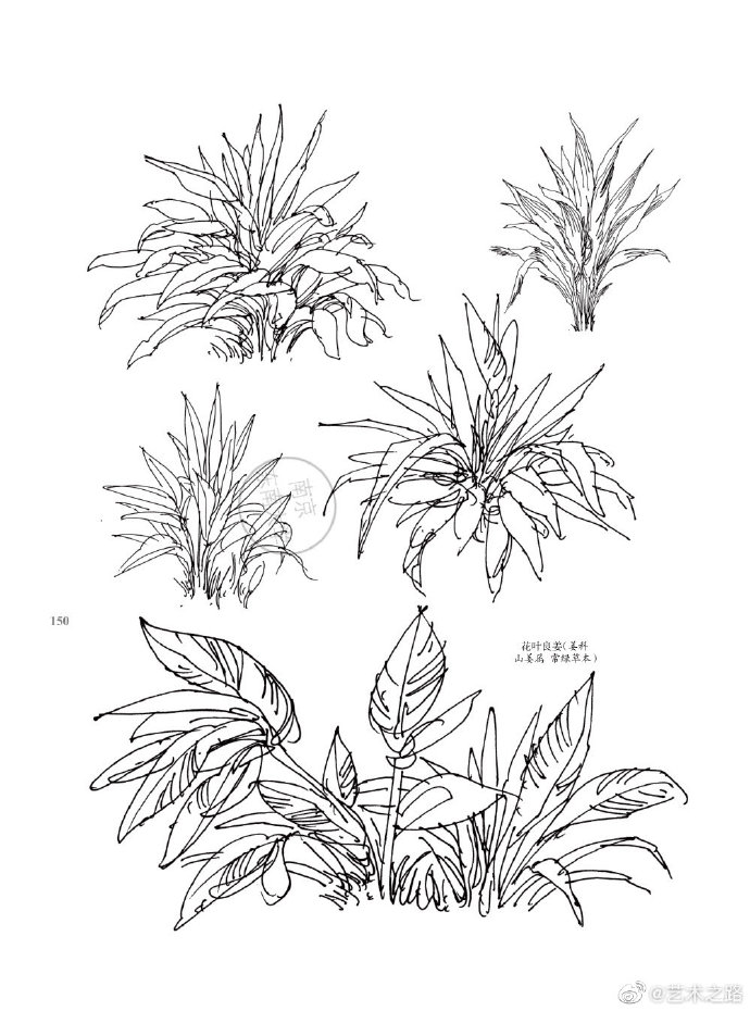 植物写生逐字稿图片