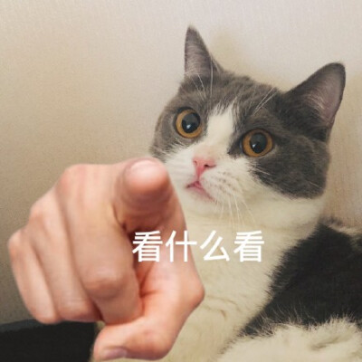猫指人表情包原图图片