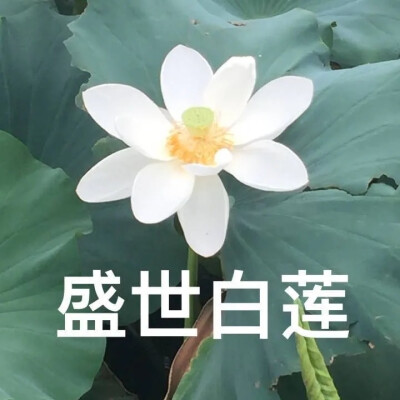 沙雕花朵表情包图片